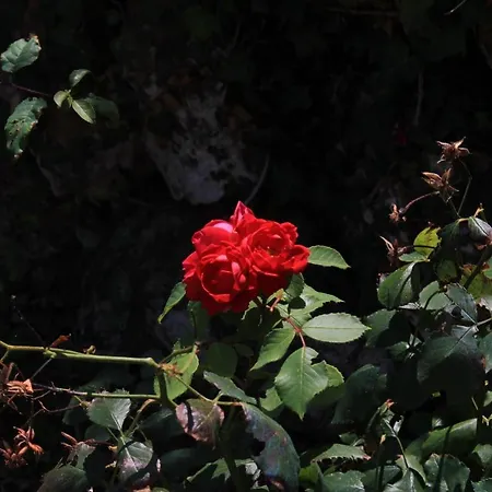 公寓 Savar 8079c